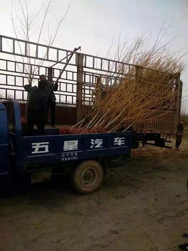 矮杆金枝槐装车