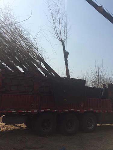 金丝垂柳装车