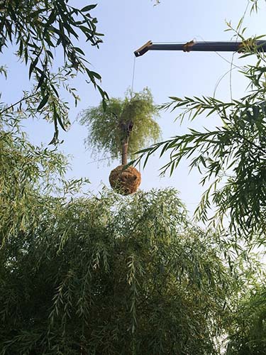 苗木移栽应带土，保证苗木成活率！