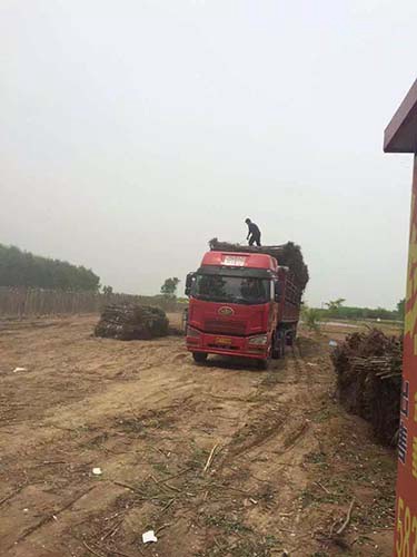 火炬小苗装车